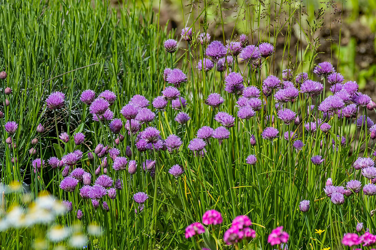 Red Homes Healthcare Green-fingered Residents Get Busy for National Gardening Week