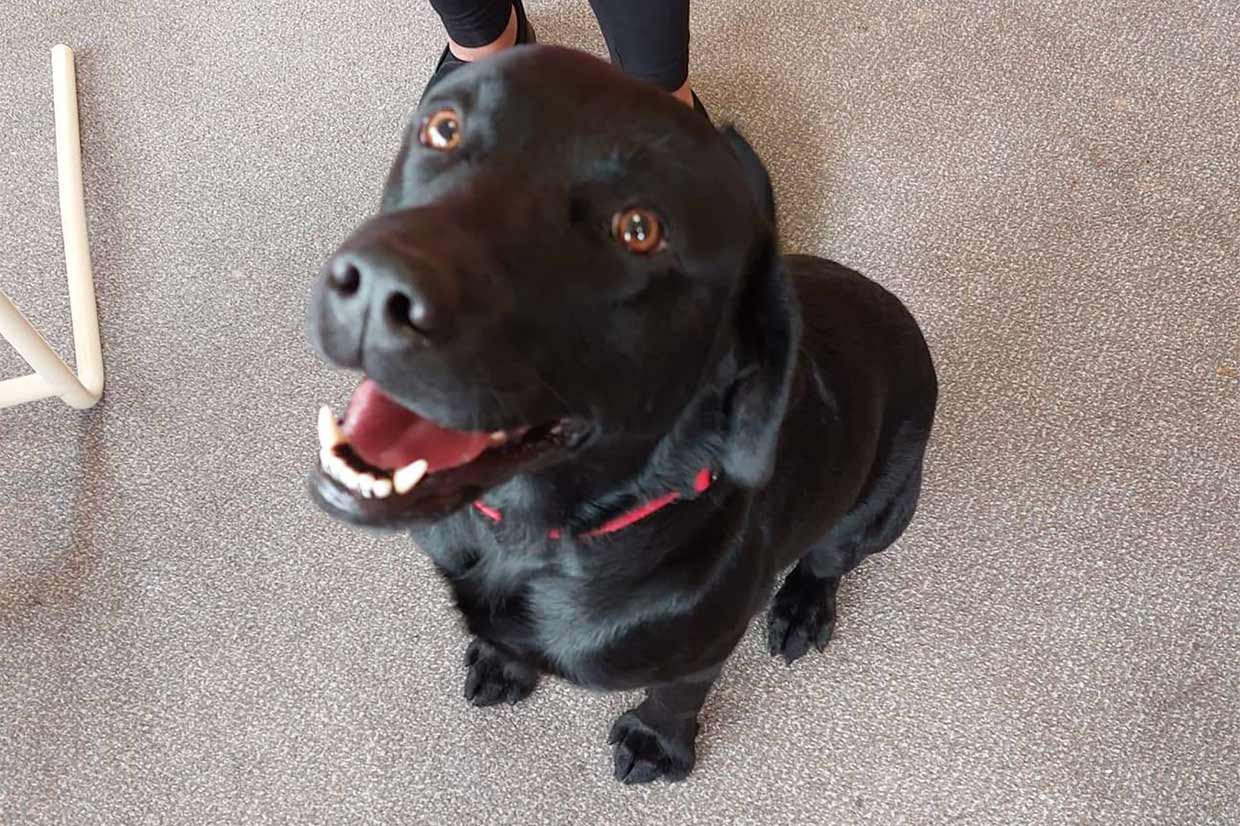 Red Homes Pet Therapy Lab Dog CJ