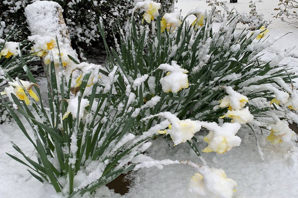 Red Homes Snowfall March 2022